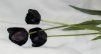 Black_Tulip